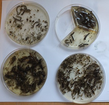 Top left: diptera and miscellaneous, top right: caddis, bottom right: mayflies, bottom left: stoneflies