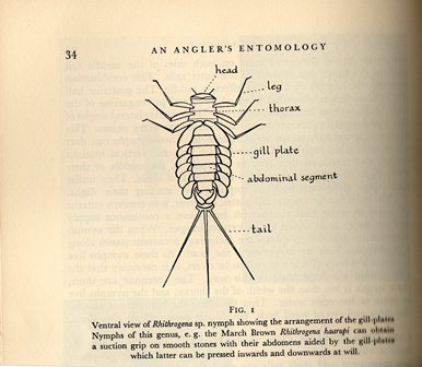 Rhithrogena nymph