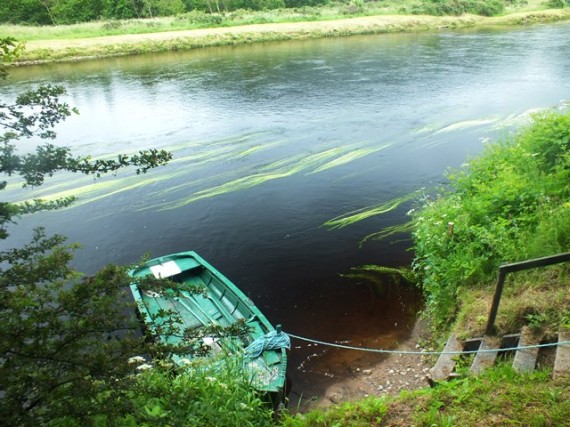 Long streamers of Ranunculus by a boat mooring point. Ranunculus is such an adaptable plant. In the Spey it can be seen growing is slower flowing glides such as this but also in fast flowing riffles ands almost still backwaters.