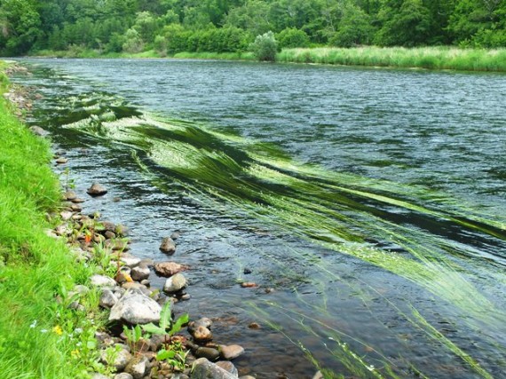 The ranunculus often becomes established in a zone along the riverbank, making landing fish a diffucult task. These marginal areas are aslo where many fish are hooked during high water events. If we do get a summer spate this year the fishing will be even more of a challange given the profusion of ranunculus along the banks.