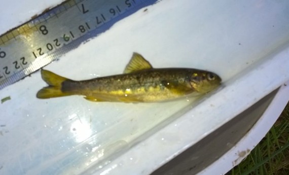 Not the best photo but this is one of the fin clipped fish stocked in 2013