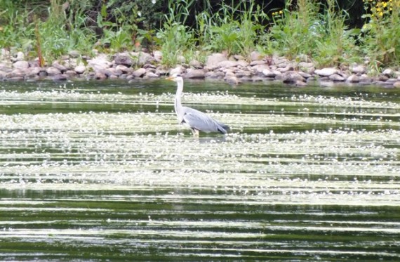 The ranunculus does provide cover for juvenile fish as this heron is no doubt aware. It also provides habitat for a multitude of invertebrates but the when established it has a major influence on water movement, sediment deposition and biodiversity.
