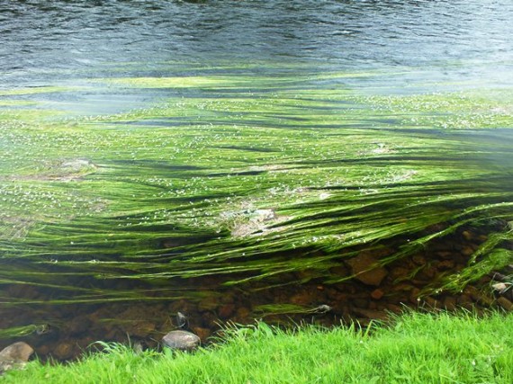 Imagine trying to land a salmon through this weed bed.
