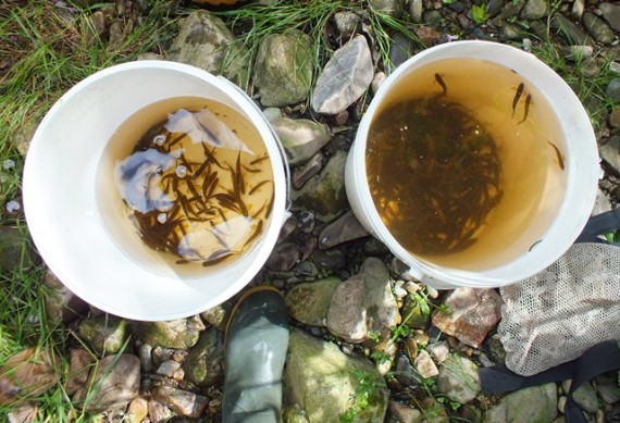 322 salmon fry and parr in these two buckets