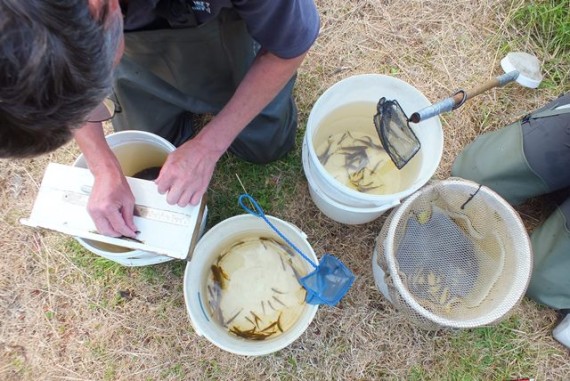 Over 500 fish in these buckets