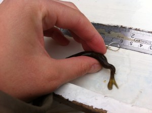 A fairly obvius deformity in this salmon's tail; it was slightly smaller than some of the other fry we caught but it had developed a unique swimming method!