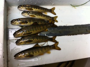 Six very healthy parr from Rothes. They are fairly dark in colour, perhaps in repsonse to their surroundings.