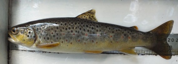 Nice trout from Balvenie site