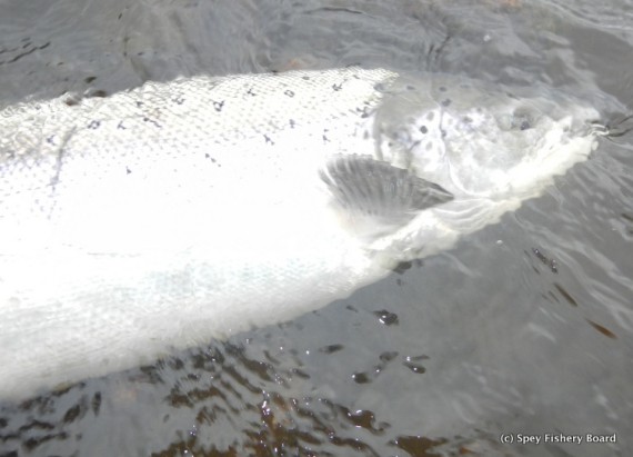 Willie Mair's fish Beat 2