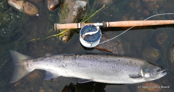 A late evening fish