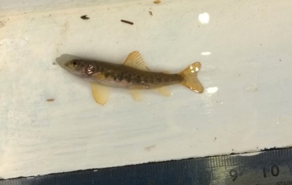 One of the naturally spawned salmon fry found in the middle Glenbeg Burn site