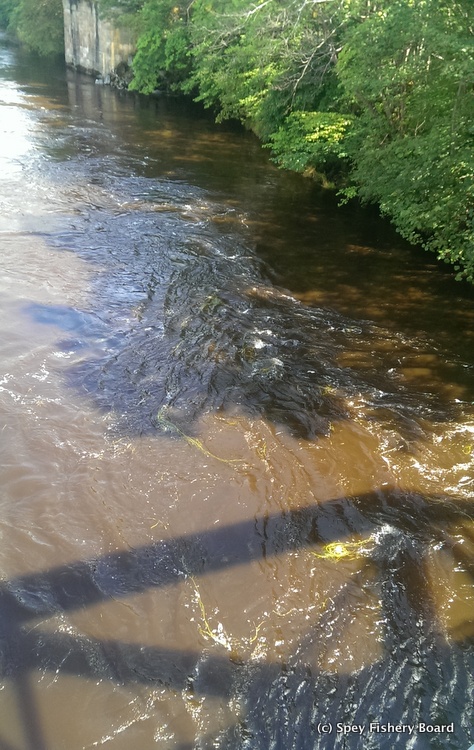 The turbidity is not looking good for Monday morning.