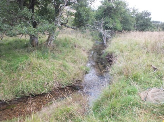 The middle site in the Glenbeg Burn. At least one pair of salmon must have made it this far upstream last spawning season