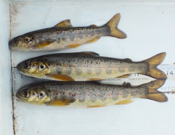 One ane two year old salmon parr. 