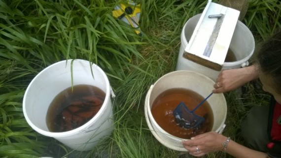 Kirsteen measuring the catch. I thought the water looked tea coloured, others suggested it was like Vodka and coke - it's a generational thing I suppose! 