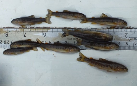 Trout fry caught at one of the survey sites
