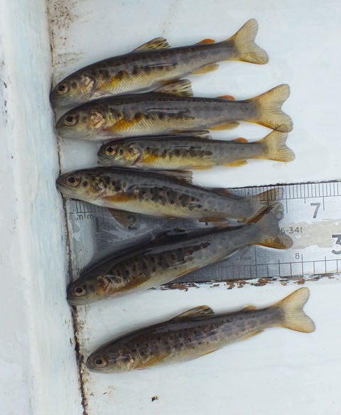 Selection of trout fry from above Spey Dam