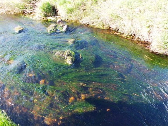 The long strands of algae made fish capture and net movement difficult, consequently we left a lot more fish behind than normal.