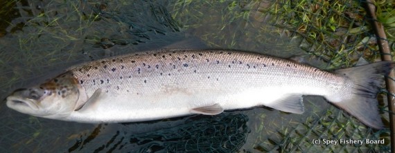 Nice bright autumn fish Delfur