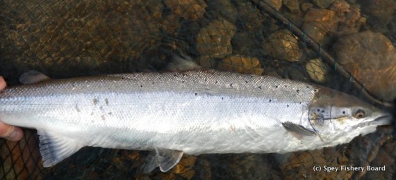 Another bright September fish Delfur