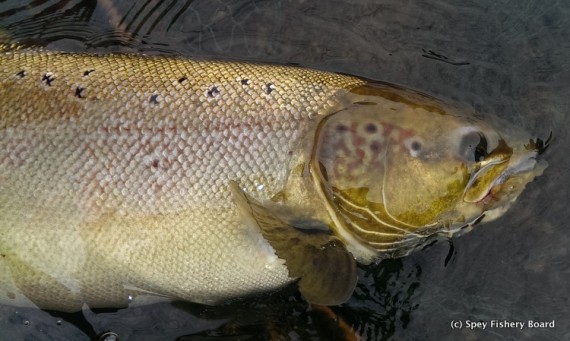 Tom Mellor's salmon Delfur