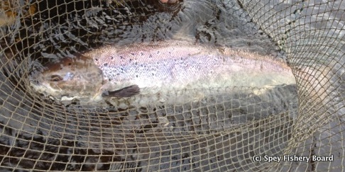 Charles Harman's salmon.
