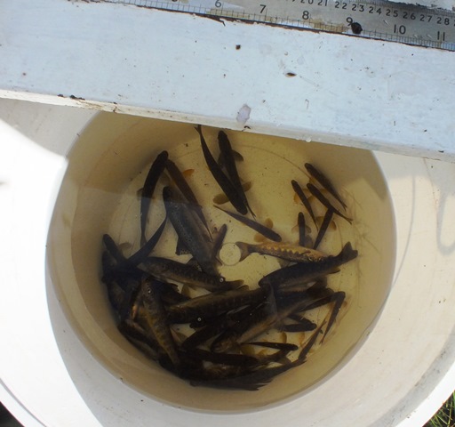 Some of the mixed salmon and trout catch during processing (note: they some are still under the effects of the anaesthetic).