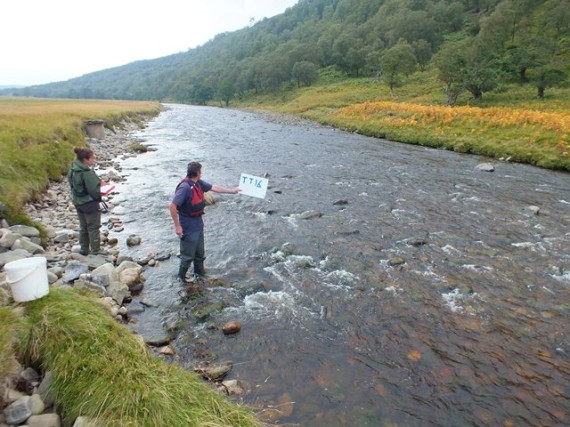 Timed site TT16 upsteream of Lyneberack Lodge. In this area the river was wide and shallow and it will be an important smolt production area. But even here there was a lack of good spawning gravels