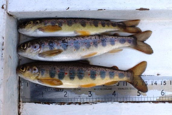 The only three salmon parr from the upper site. They were all large, probably 2+ years old at least.