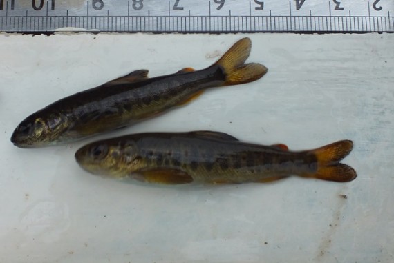 Possible hybrid salmon:trout fry from the site below the hydro dam. The upper fry was one of only a few true salmon fry found at the site althoughparr were abundant. The parr density at this site was the highest recorded in twelve surveys over fifeteen years at this site, but the fry density was the lowest.
