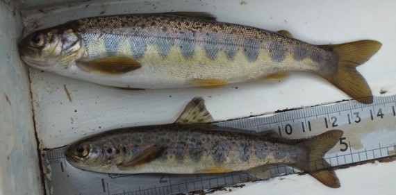 A jumbo parr from the lowest Tromie timed site at InverTromie Farm. A more normal sized parr is provided for comparison