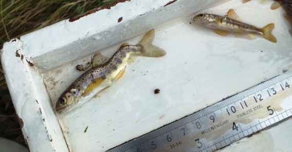 This kinky parr was found at site T18 downstream of Glentromie Lodge. It probably sustained some physical damage in its early dys