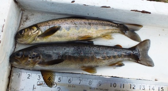 I didn't think the lower fish looked quite right, it is potentially a trout/salmon hybrid. Upper one is a cracking fat salmon parr.