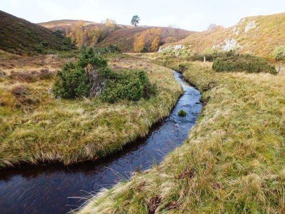 Upper middle reaches of the Iomadaigh. Not so suitable for spawning in this stretch but excellent parr habitat.