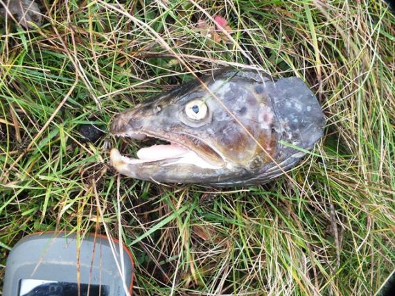 All that was left of a cock sea trout of about 4lb. The rest probably fed an otter