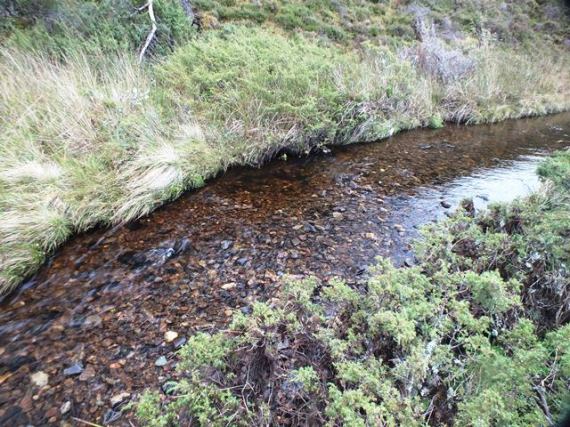 Sea trout redds in an area of tip top spawnign gravels