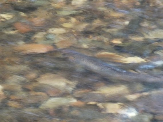 A "abstract" shot of a pair of spawning sea trout 
