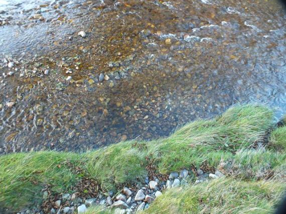 A large redd close to the bank