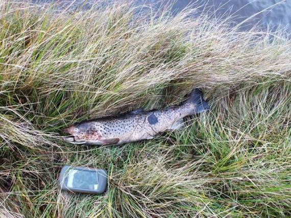 Dead cock sea trout of about 2.5lb. There didn't appear to be any predator marks.