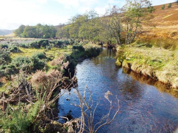 Much of the Lochy channel was quite mobile, flowing through large gravel beds but in this section the burn was flowing down what looked like what was until recently a back channel. A more stable channel which the fish obviously liked, there were quite a few present.