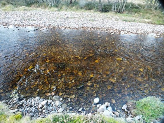 At least two large redds in this photo. There were a couple fish on the redds but I didn't see the fish until it was too late but when they shot off downstream they looked like salmon. 