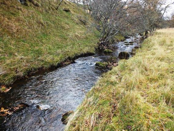 Lower, wooded section of the Iomadaigh. The burn is about 4m wide at this point and provides excellent habitat for wee fish.