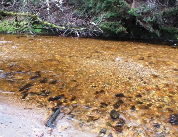 A big redd on the Fiddich. Probably more than one pair of fish involved to make a redd of this size. A single cock fish can be seen just upstream (to the left)