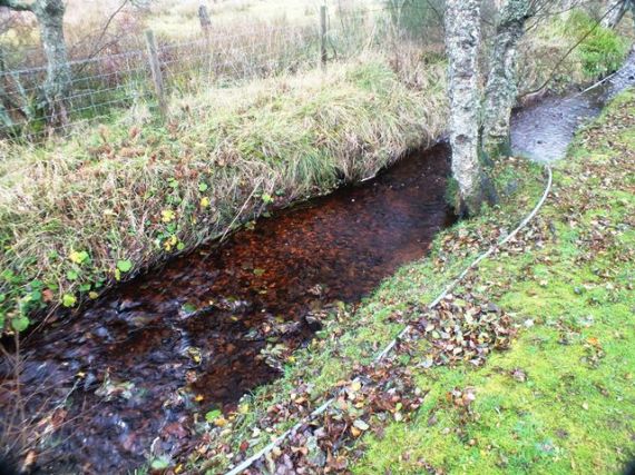 Trout redd in the Kylintra Burn near the caravan park in Grantown