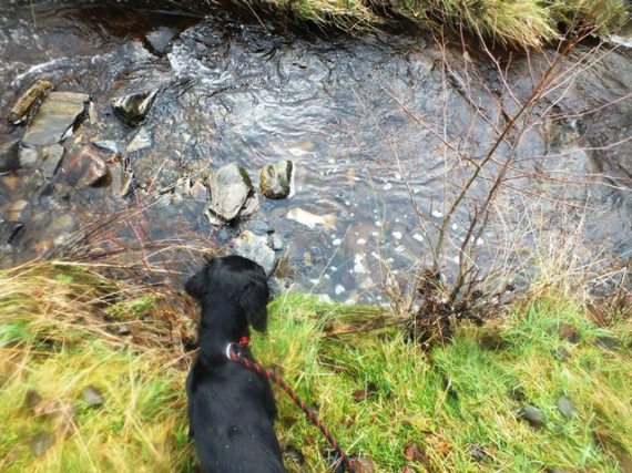 Rogie eyeing up the salmon remains.