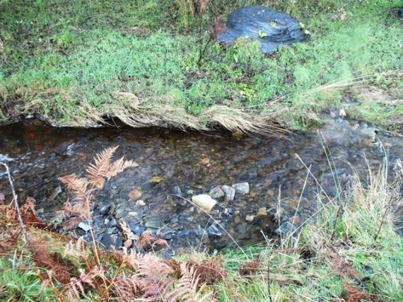 What looks like a salmon redd opposite an old bale. It can be difficult to tell the difference between a small salmon and a sea trout redd but this one extended over the full width of the flow nd looked more salmon sixed in comparison to the smaller, and rounder sea trout redds.