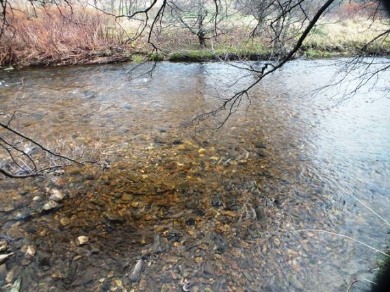 A single salmon redd in good fry/parr habitat in the Fiddich.