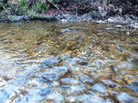 Salmon redd in the Fiddich. We counted about 36 salmon redds between the railway bridges today, much less than in former years but enough to produce adequate fry there next year hopefully. 