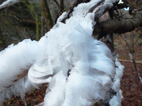 Not sure what the name is for this tyope of frost? Wikipedia doesn't describe it specifically. It produces fantastic patterns of ice from what must have been waterlogged wood.