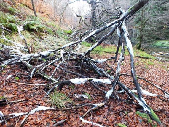 Frost covered dead branch